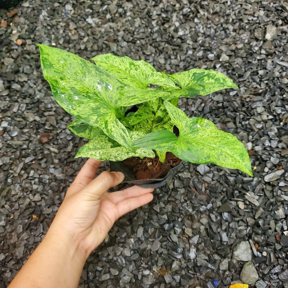 Syngonium Mojito