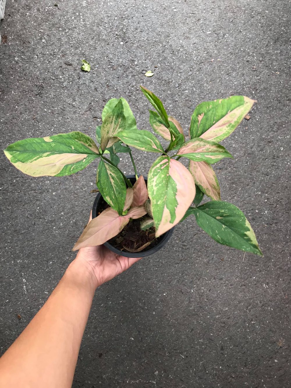 Syngonium Pink Splash