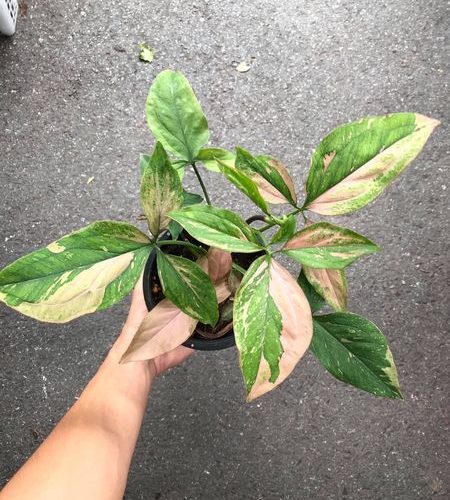 how tall can your alocasia polly plant grow factors that affect height