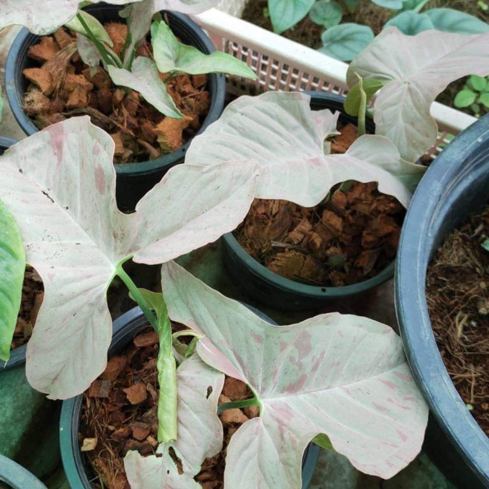 Syngonium Pink Spot