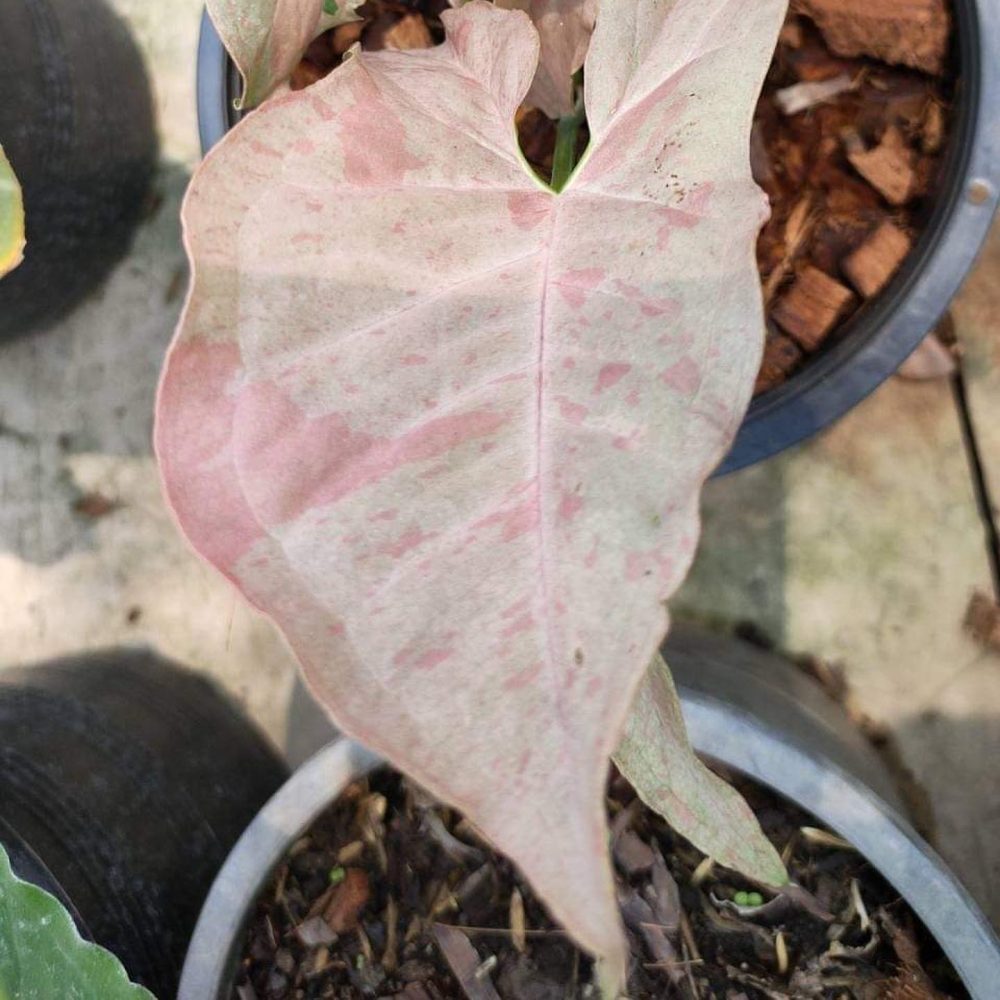 Syngonium Pink spot