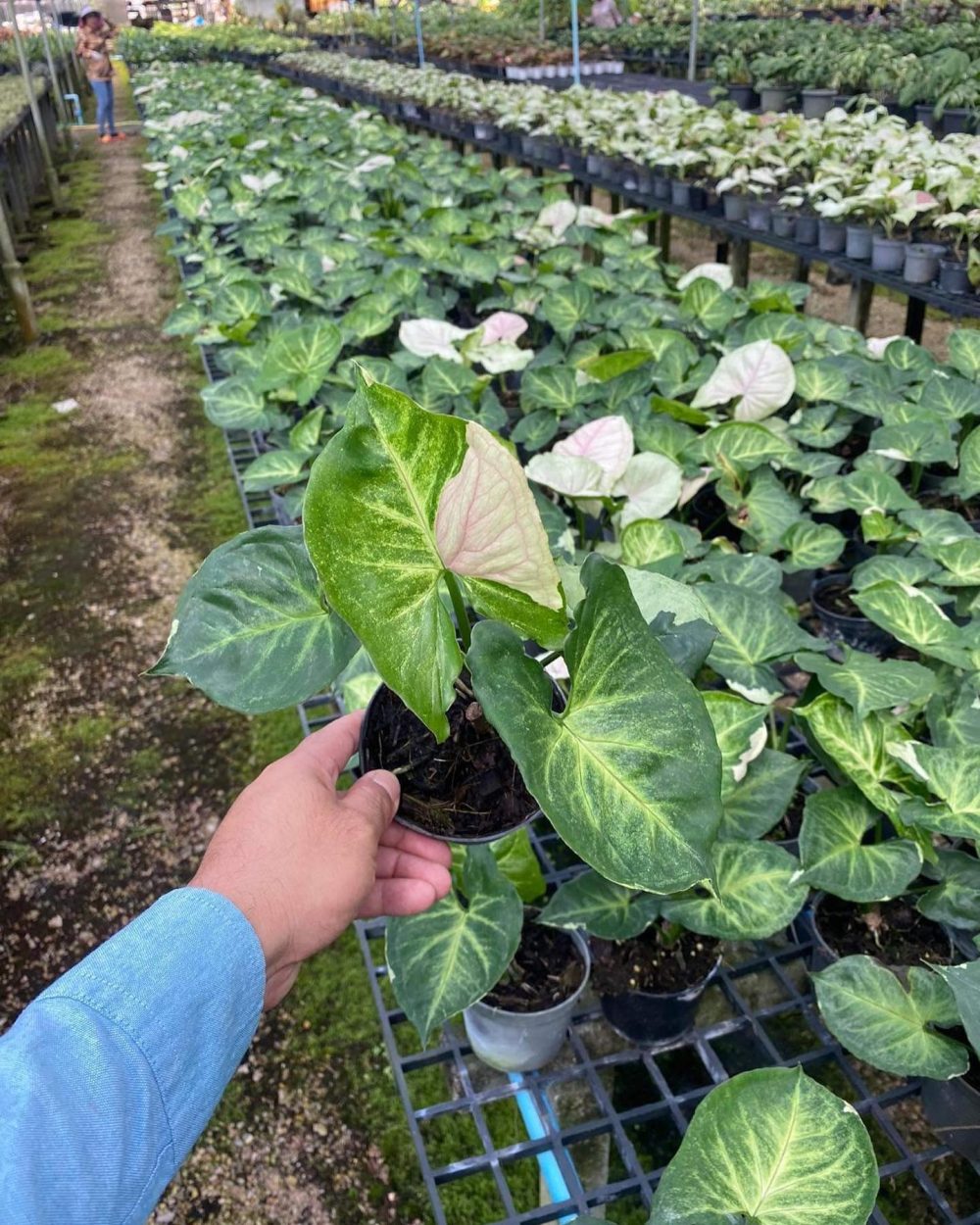 Syngonium T24