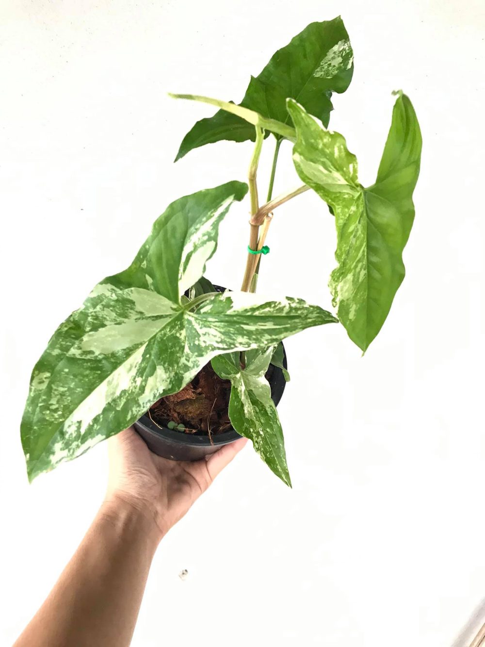 Syngonium white variegated-Albo