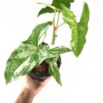 Syngonium white variegated-Albo