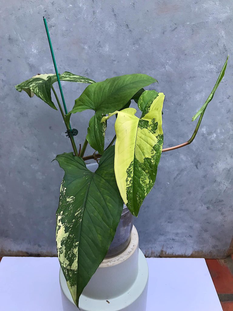 Syngonium aurea variegated 5