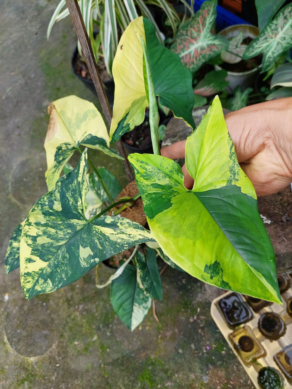 Syngonium aurea variegated