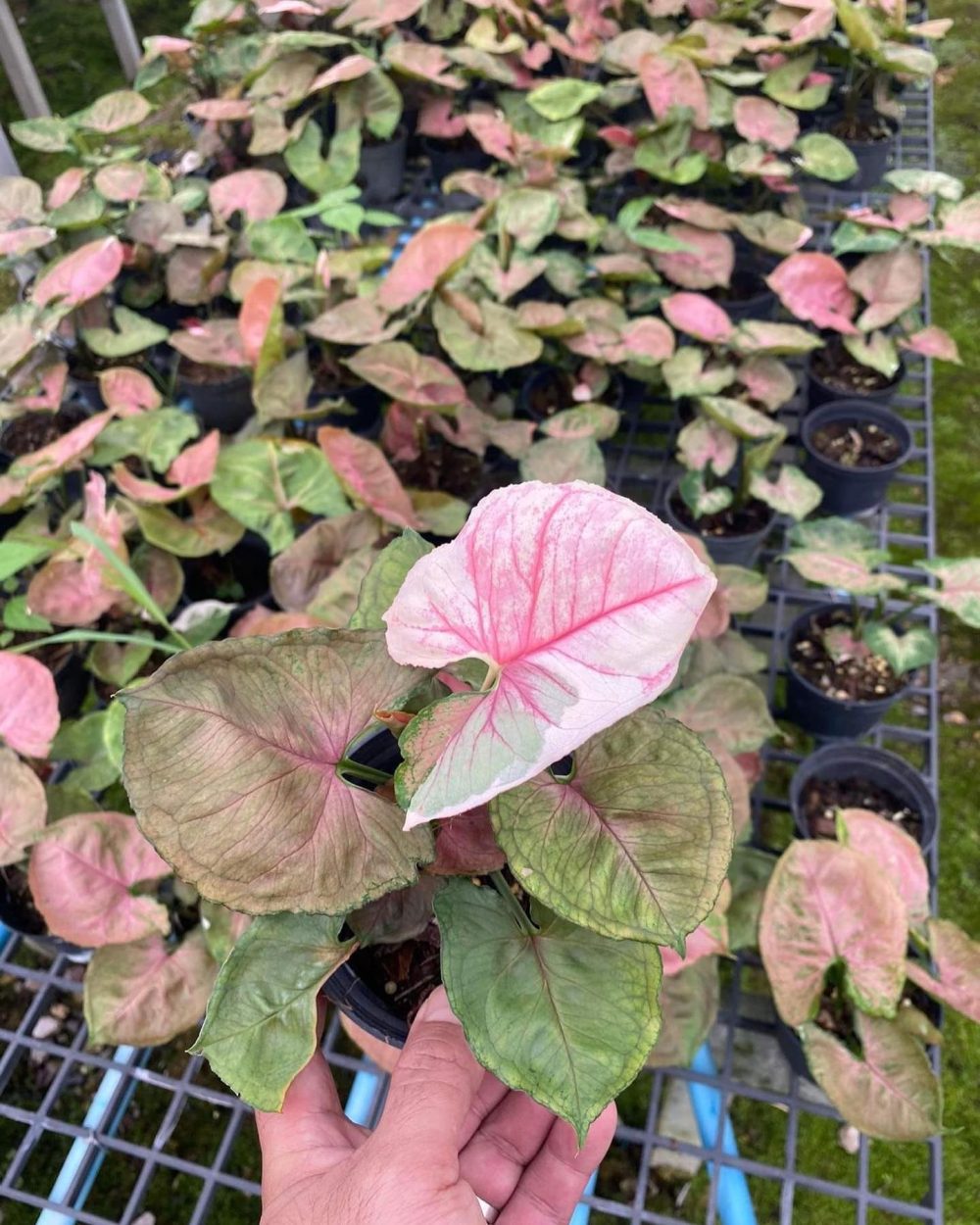 Syngonium Strawberry Ice