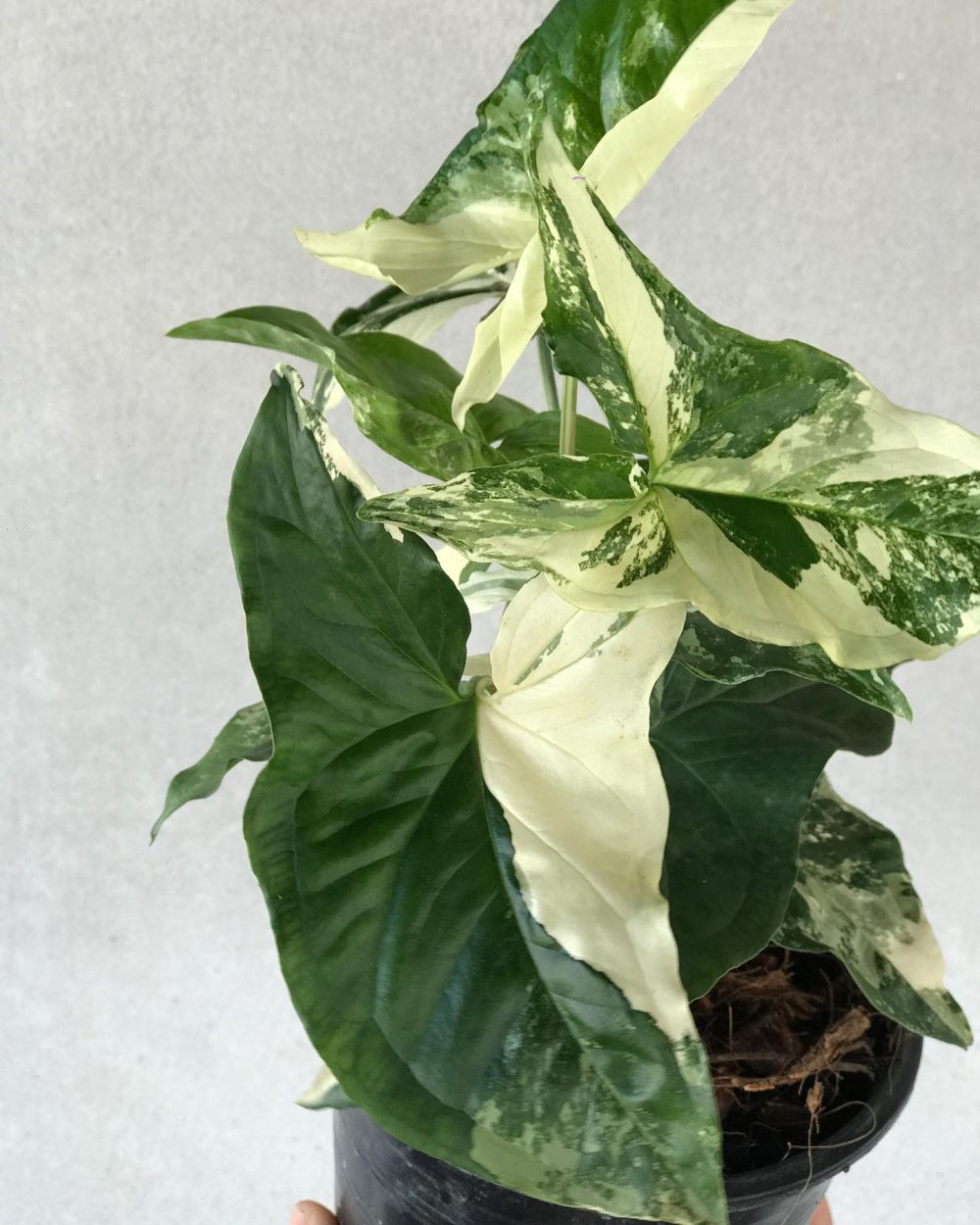 Syngonium albo