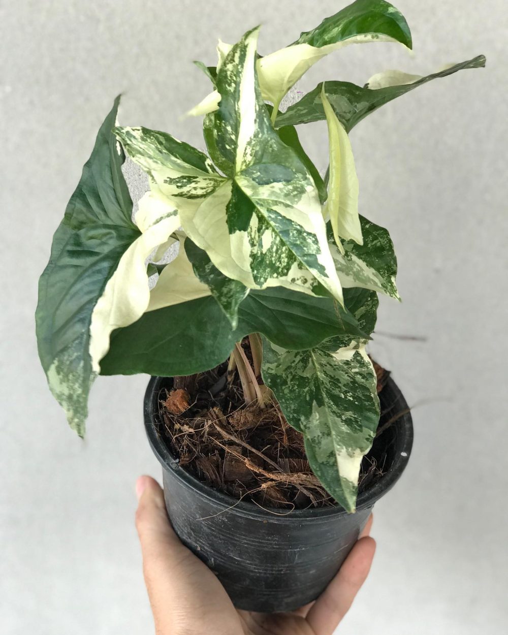 Syngonium Podophyllum White Tissue Culture