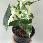 Syngonium Podophyllum White Tissue Culture