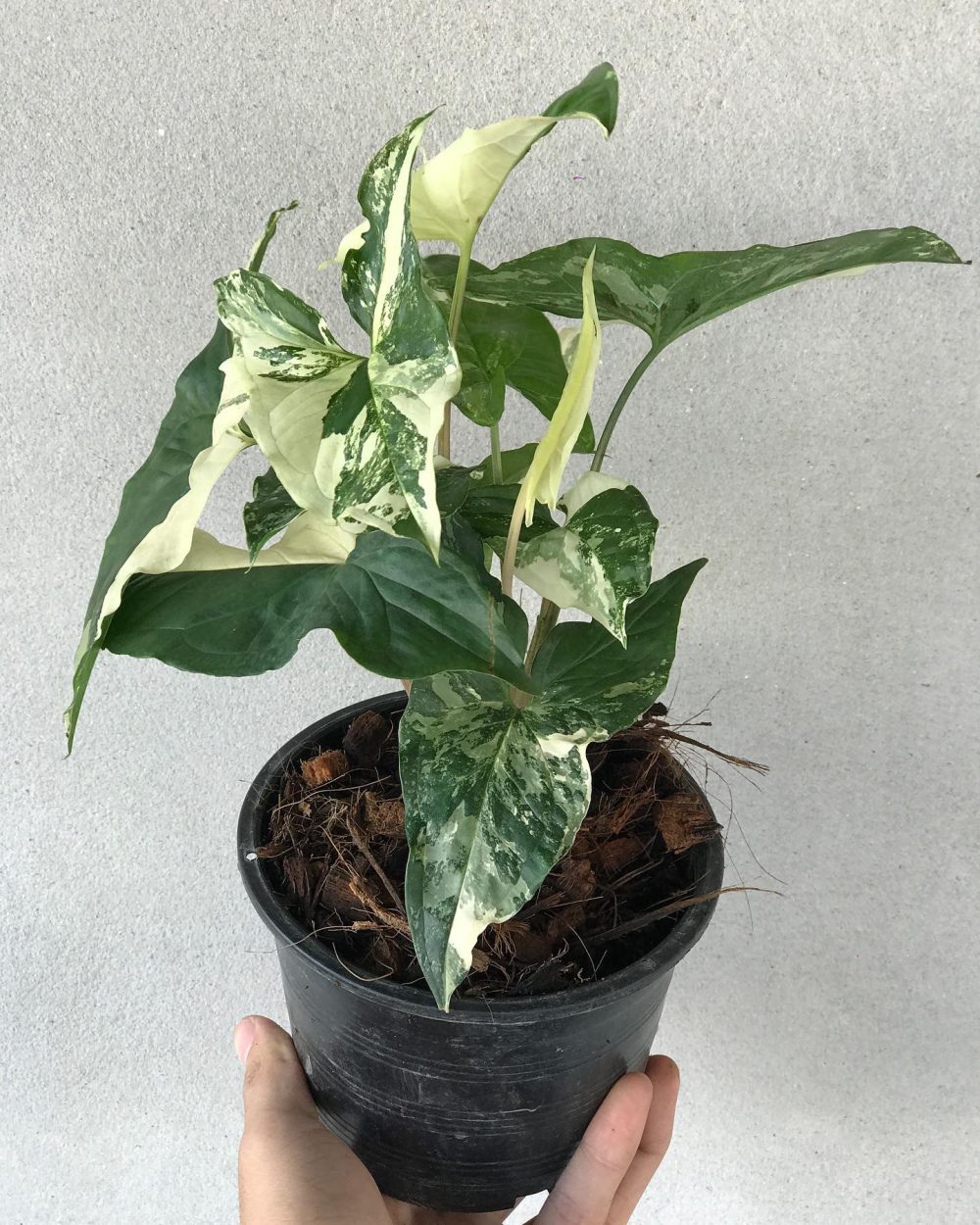 Syngonium white variegated-Albo