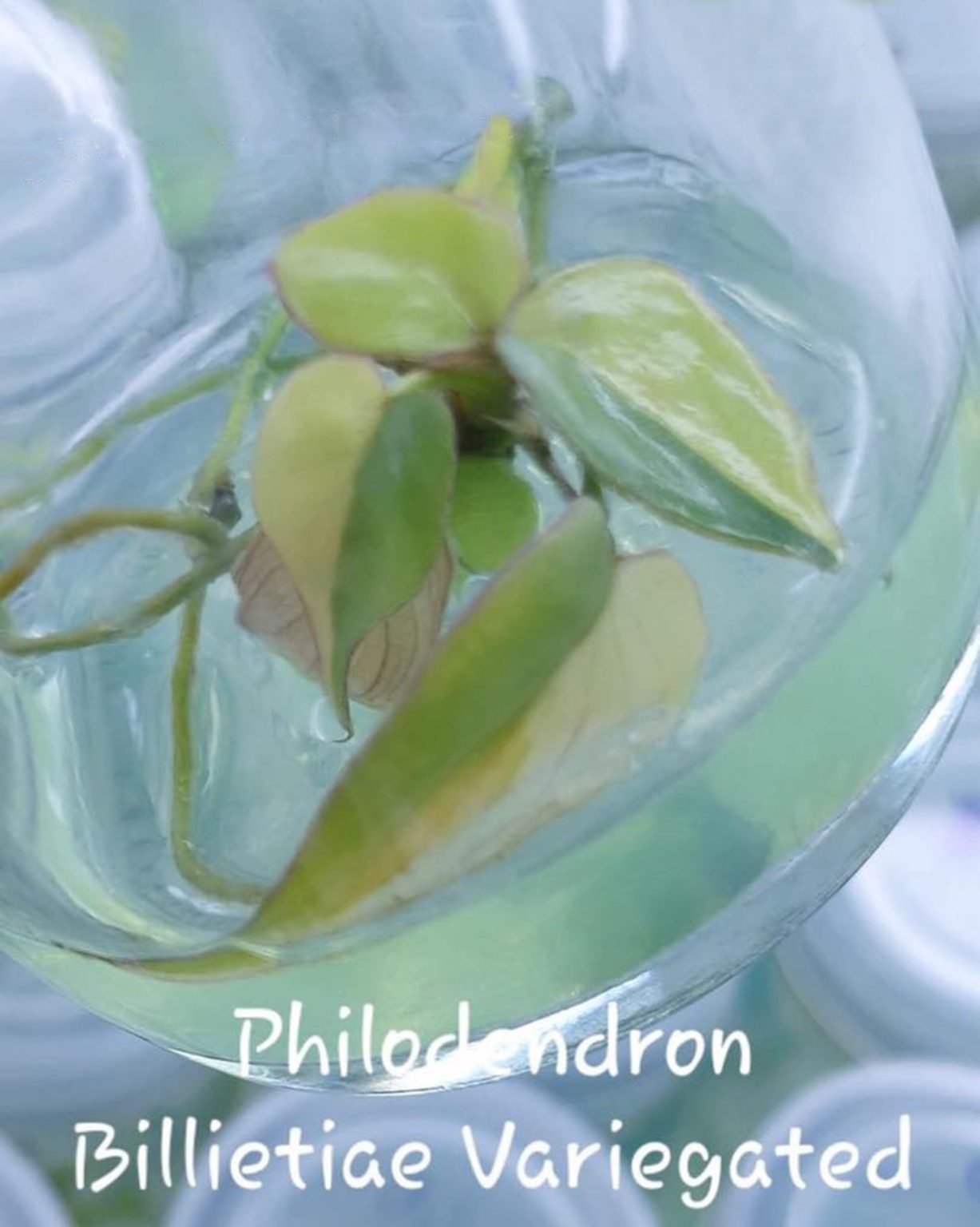 Tissue Culture Philodendron Billietiae Variegated Rare Aroid Greenboog