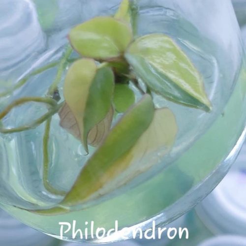 HOT Tissue Culture - Philodendron Collection [showed variagetion] - Plant Qty (Flask): 1 | 10