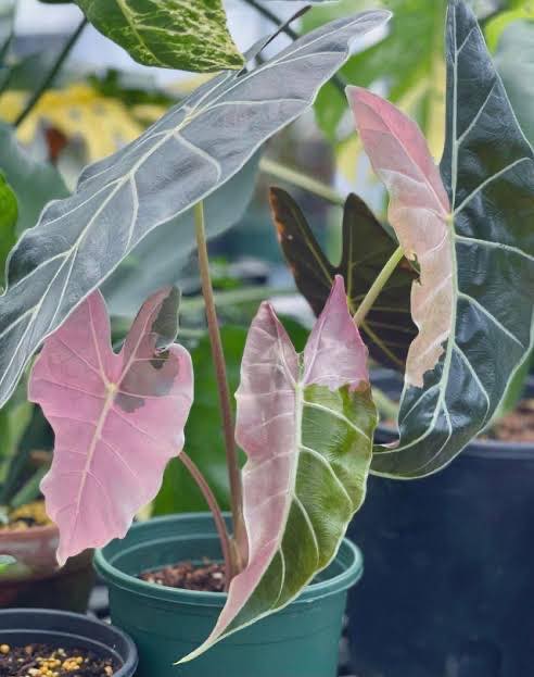 Alocasia Amazonica Polly Variegated