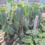 melanochrysum 8 inches