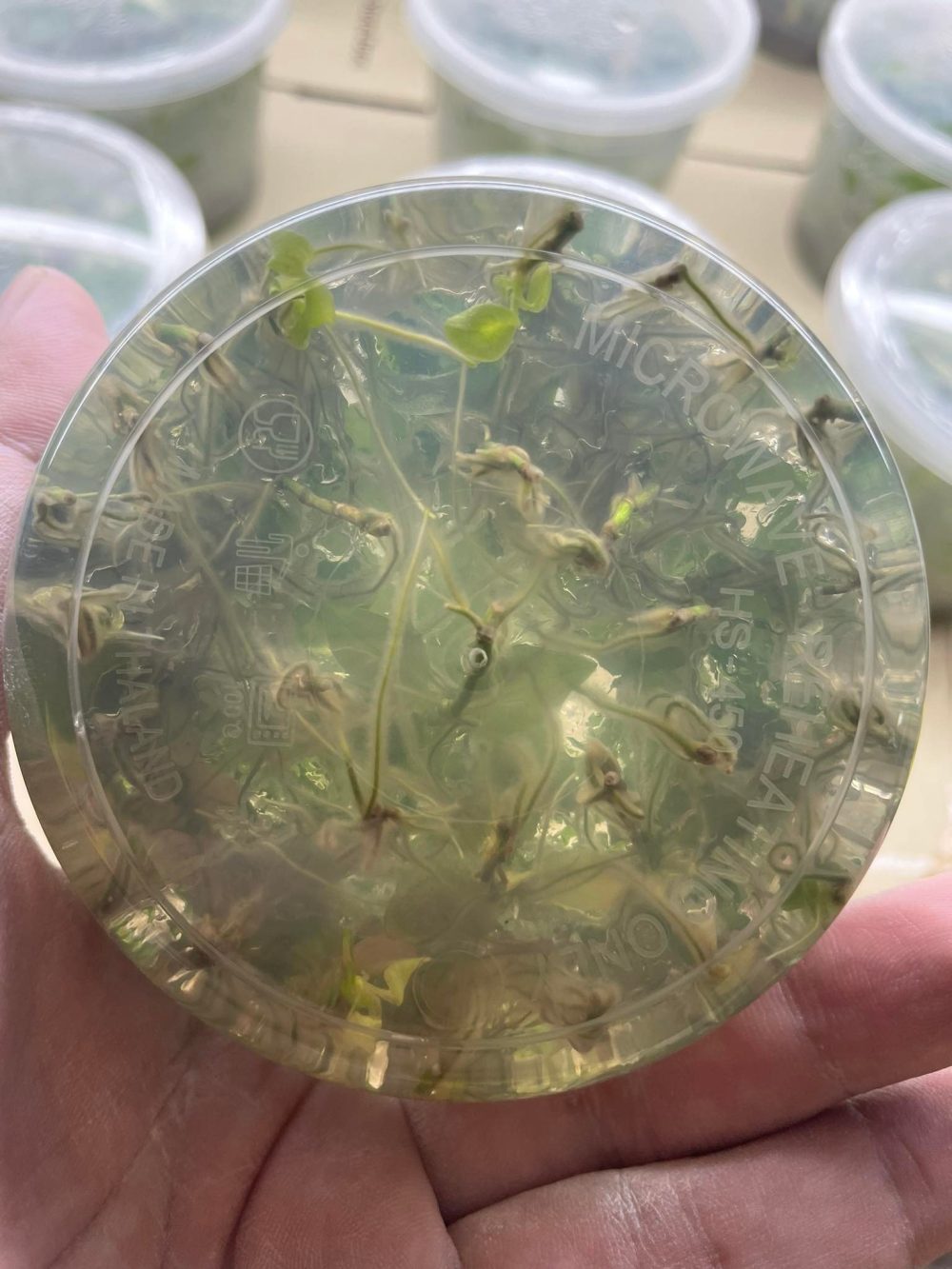 Tissue Culture Philodendron Atabapoense 30 Plants [ON SALE] BOTGarden