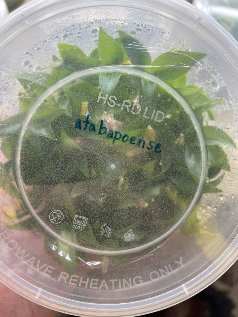 Tissue Culture Philodendron Atabapoense 30 Plants [ON SALE] BOTGarden