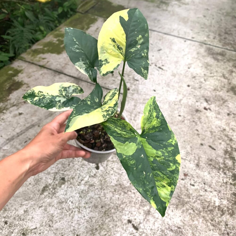 syngonium aurea variegated