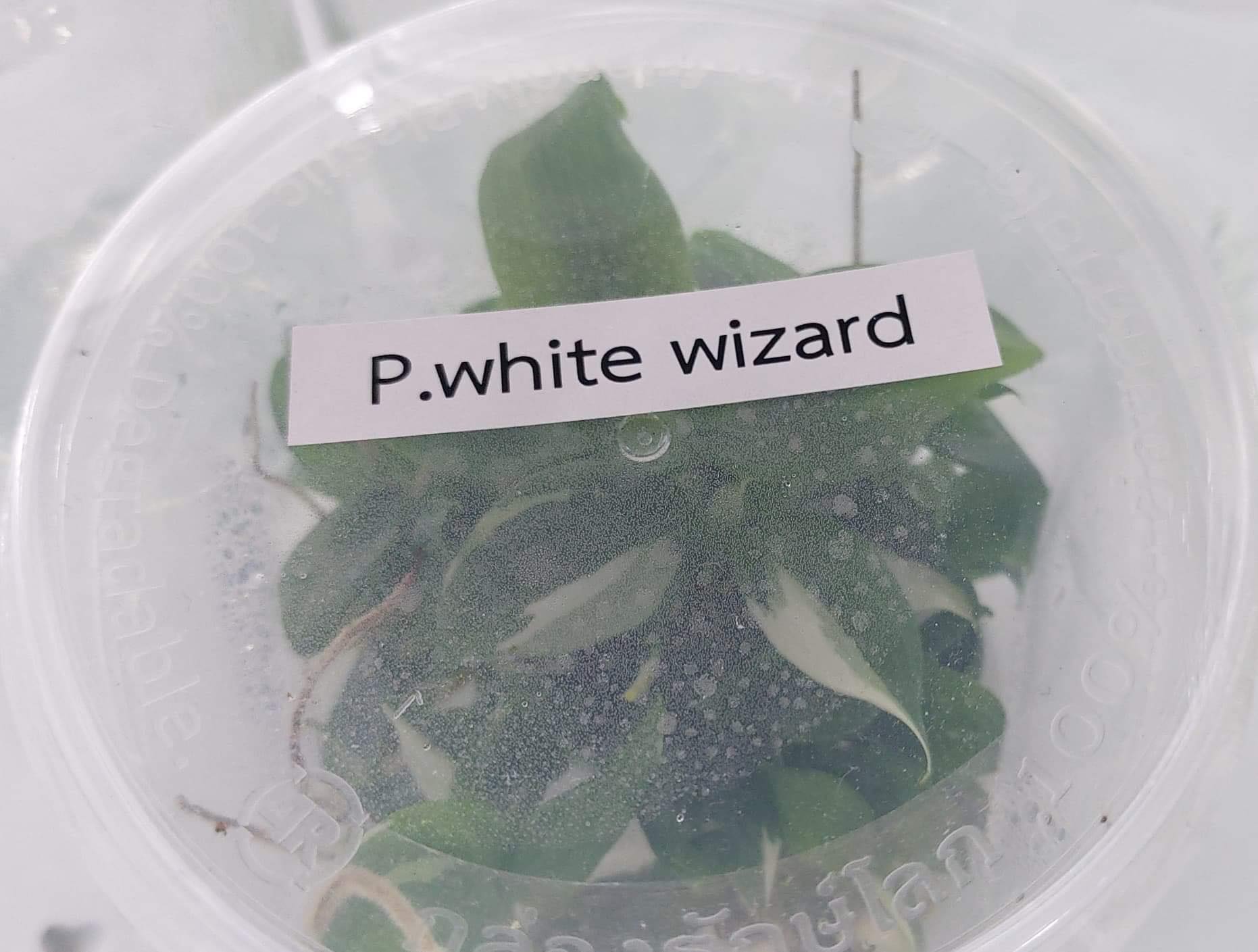 Philodendron white wizard Tissue Culture