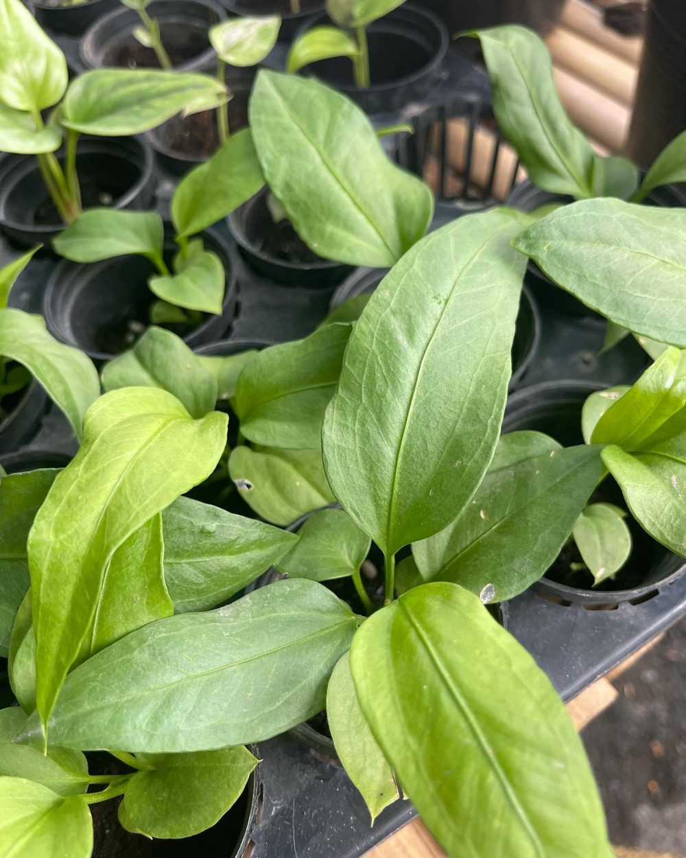 Anthurium big bill