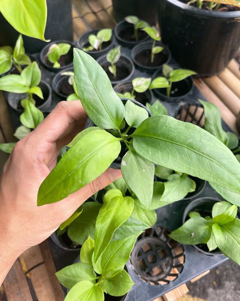 Anthurium big bill