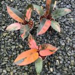 Black cardinal variegated