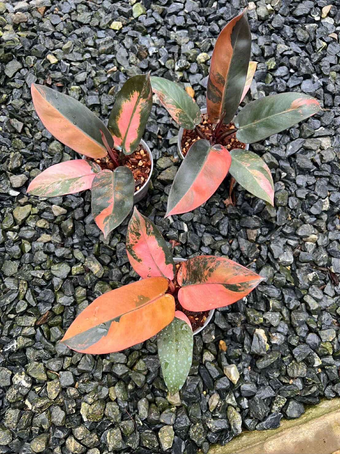 Black cardinal variegated