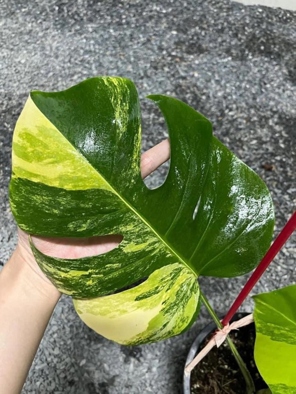 Monstera Aurea variegated wholesale