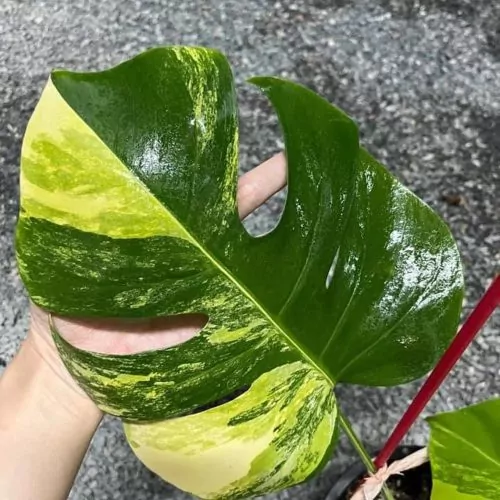 10 pots x 1 leaf Monstera Aurea variegated
