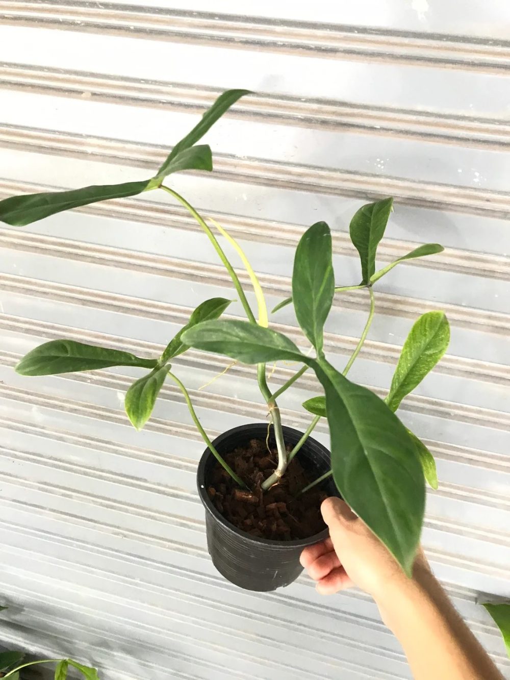 Philodendron 69686