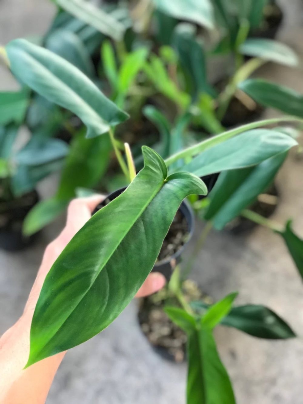 Philodendron 69686