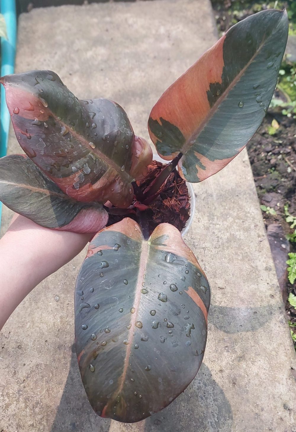 Philodendron Black Cardinal Variegated