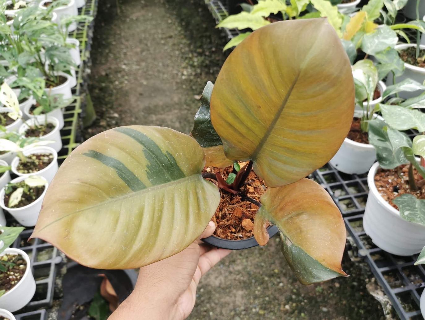 Philodendron Black Cardinal Variegated