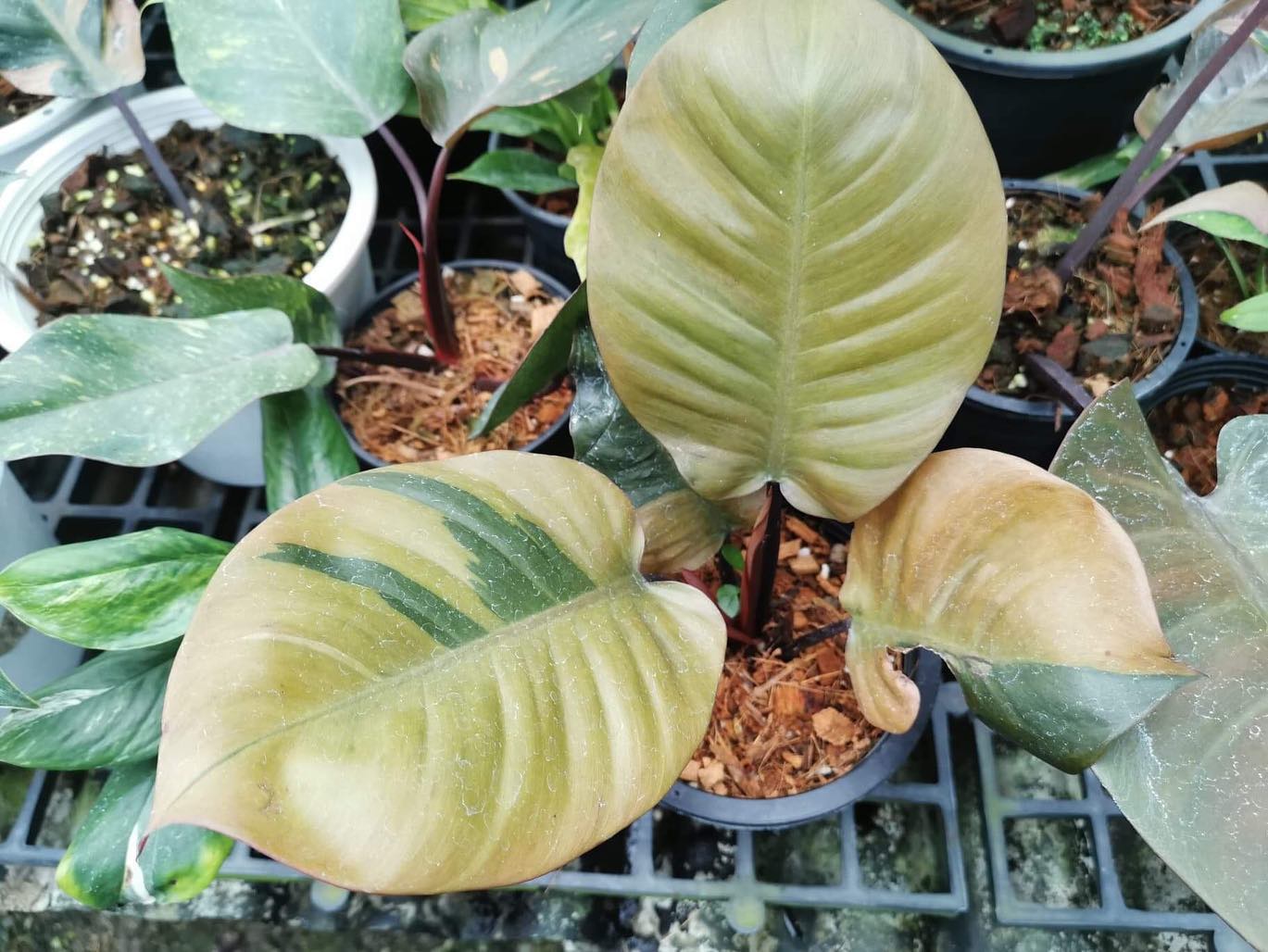 Philodendron Black Cardinal Variegated