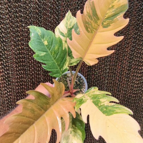 Philodendron Caramel Marble Variegated
