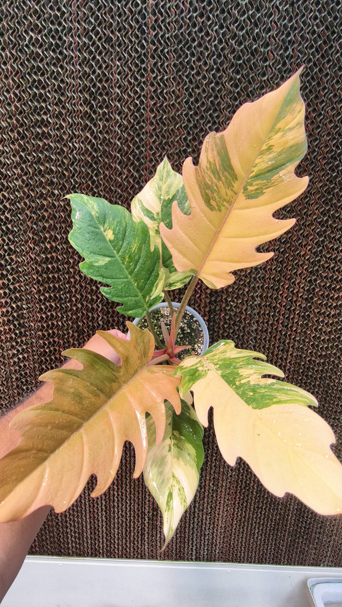 Philodendron Caramel Marble Variegated