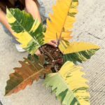 Philodendron Caramel Marble Variegated