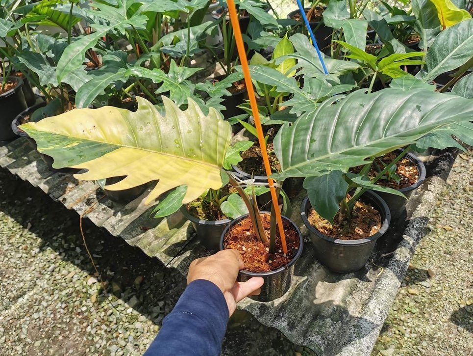 Philodendron Caramel Marble Variegated