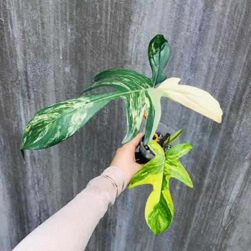 Philodendron Florida Beauty