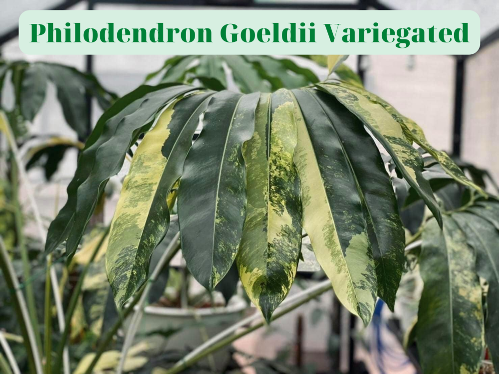 Philodendron Goeldii Variegated