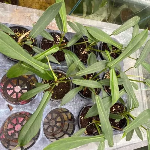 Philodendron Joepii