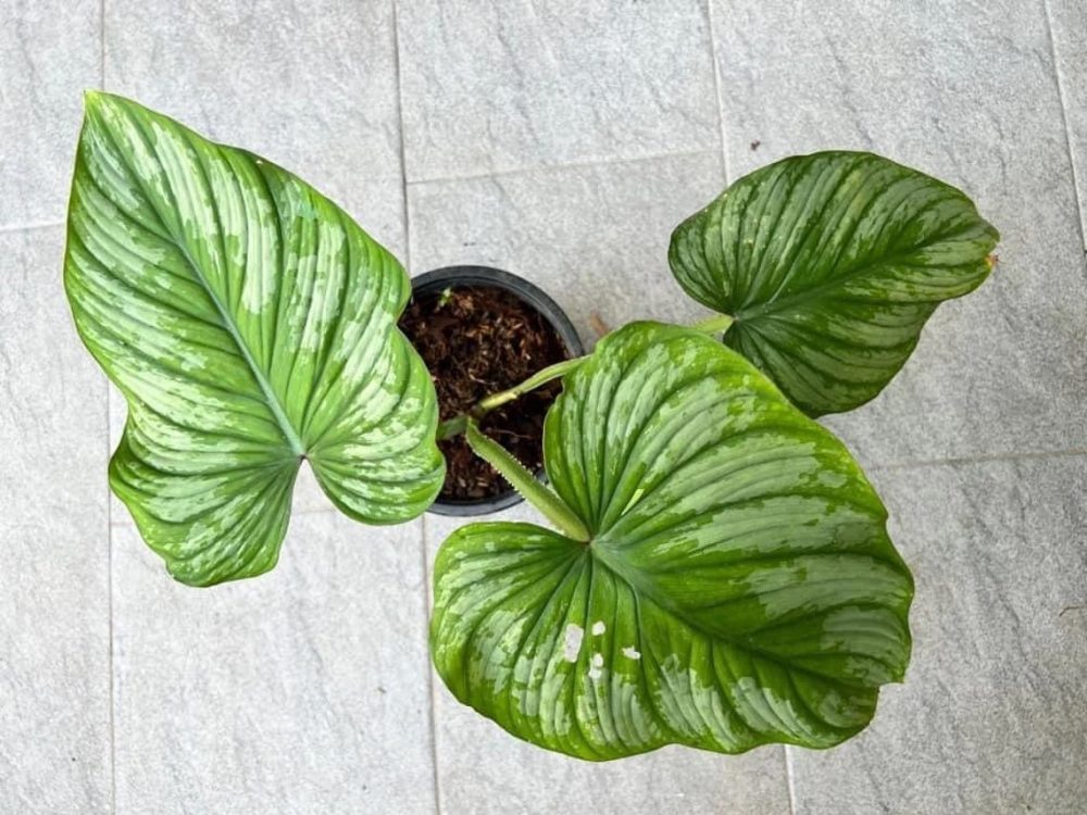 Philodendron mamei