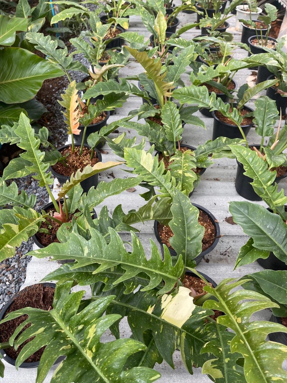 Philodendron Ring of Fire Variegated