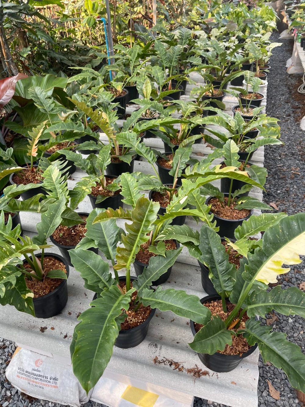 Philodendron Ring Of Fire Variegated