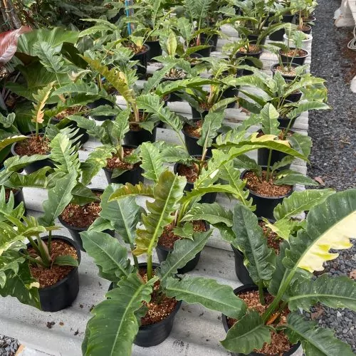 Philodendron Ring Of Fire Variegated
