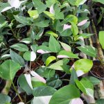 Philodendron white princess tricolor