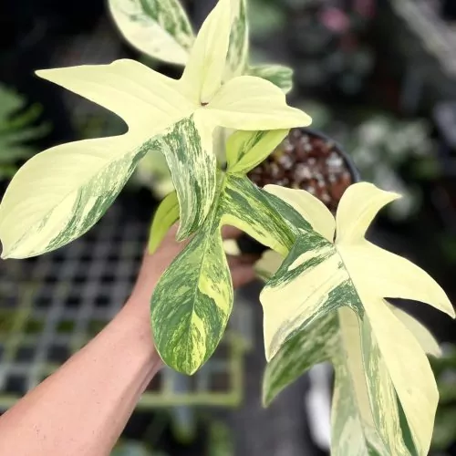 Philodendron Florida Beauty