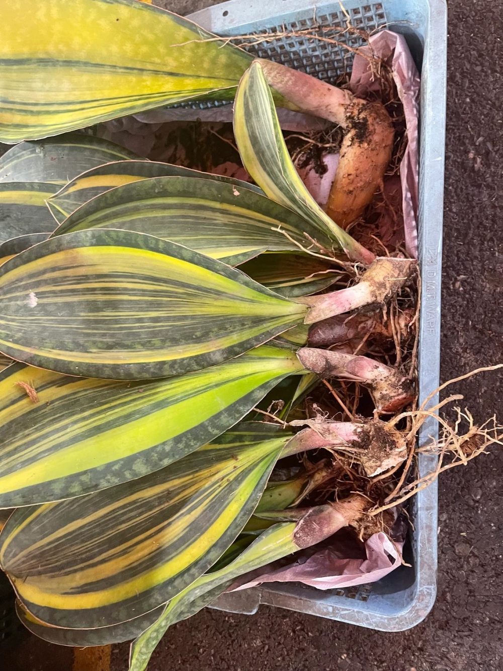 Sansevieria Whale Fin Variegated