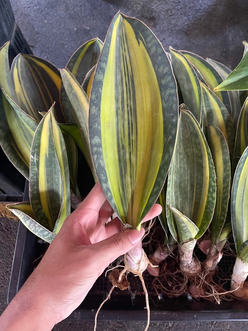 Sansevieria Whale Fin Variegated