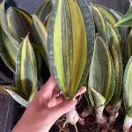 Sansevieria Whale Fin Variegated